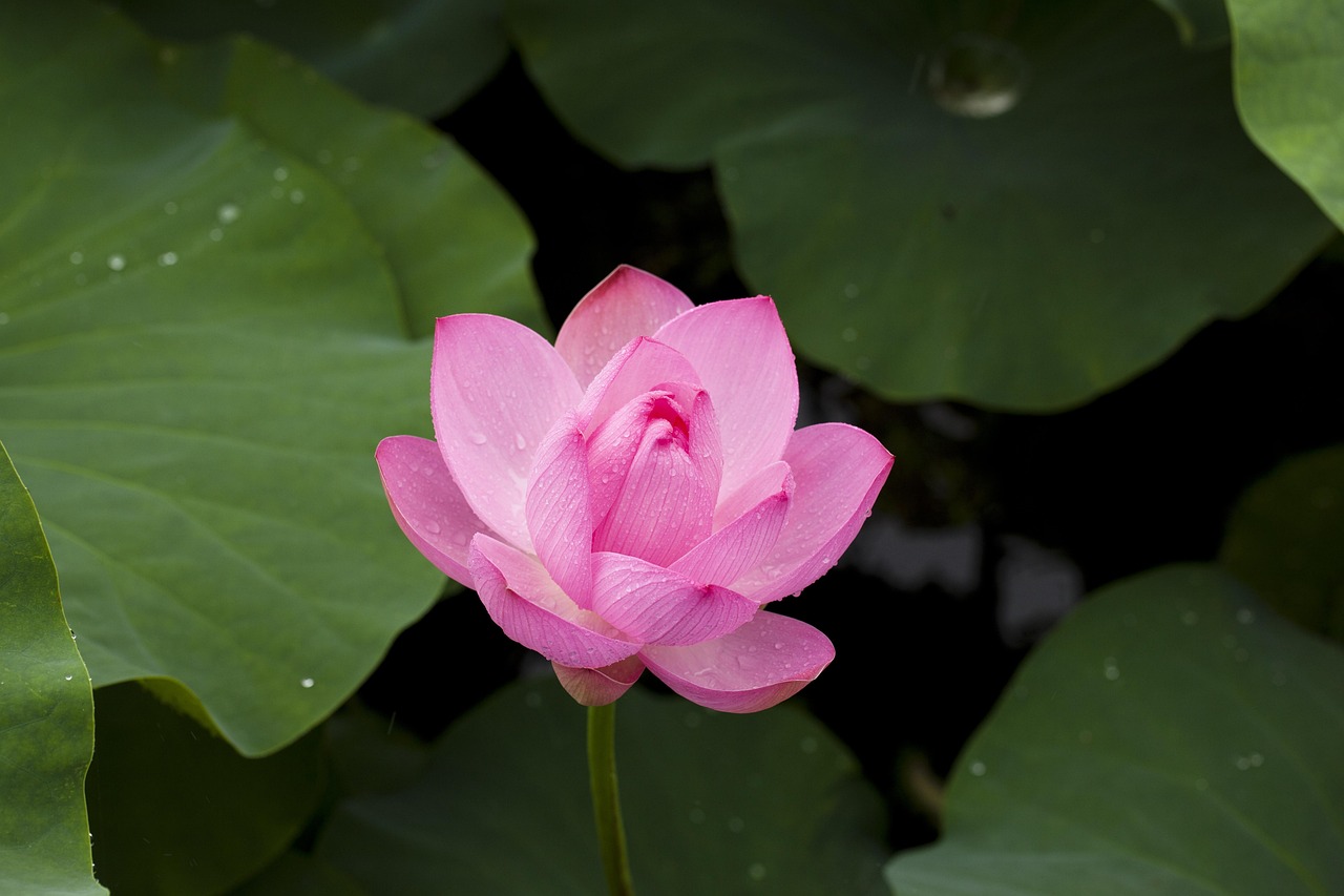 How Do I Lotus365 Review Review 2026: Bonus, App, Withdrawal Tested